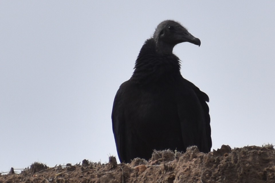 Black Vulture - ML617486729