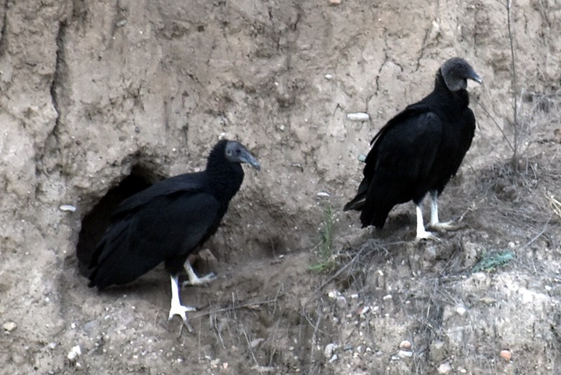 Black Vulture - Adrian Romo Garcia