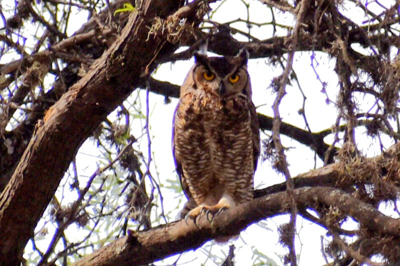 Great Horned Owl - ML617486763