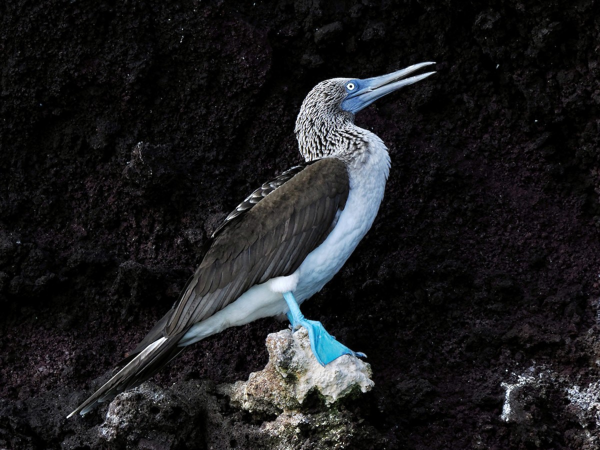 Blue-footed Booby - ML617486780