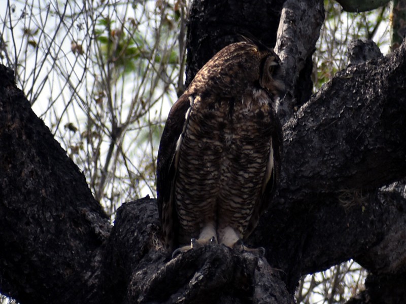 Great Horned Owl - ML617486784