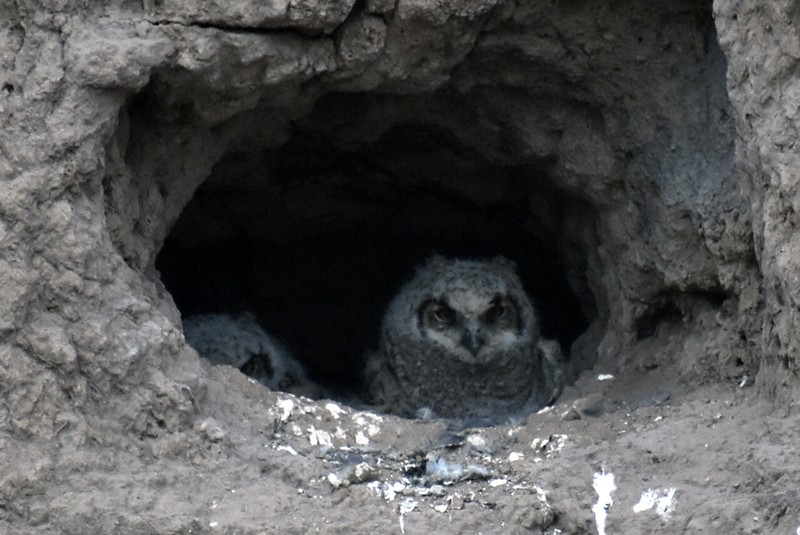 Great Horned Owl - ML617486798