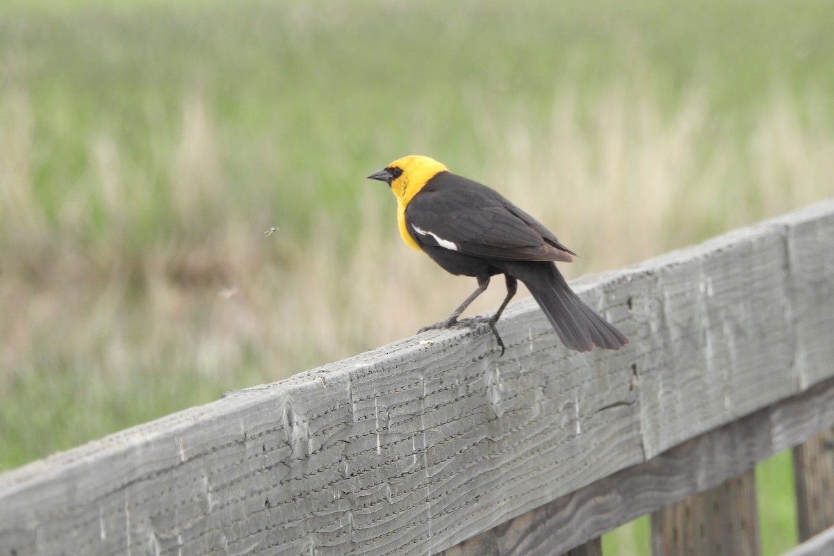 Yellow-headed Blackbird - ML617486861