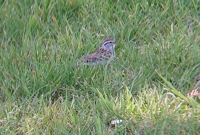 Chipping Sparrow - ML617486905