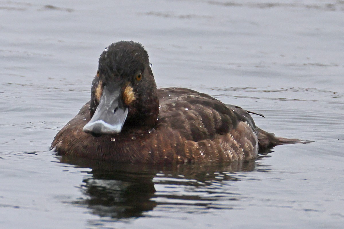 Tufted Duck - ML617486906