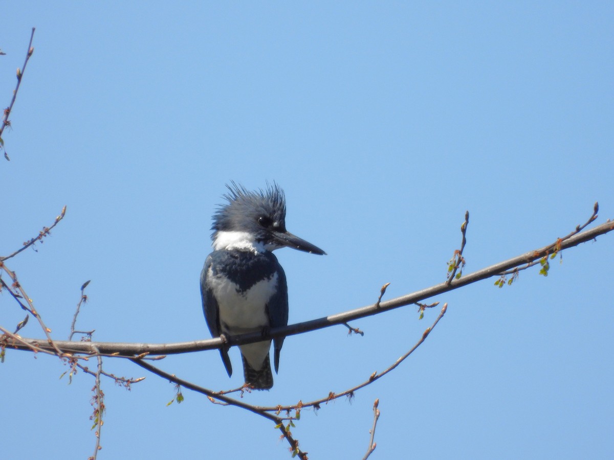 Belted Kingfisher - ML617486943