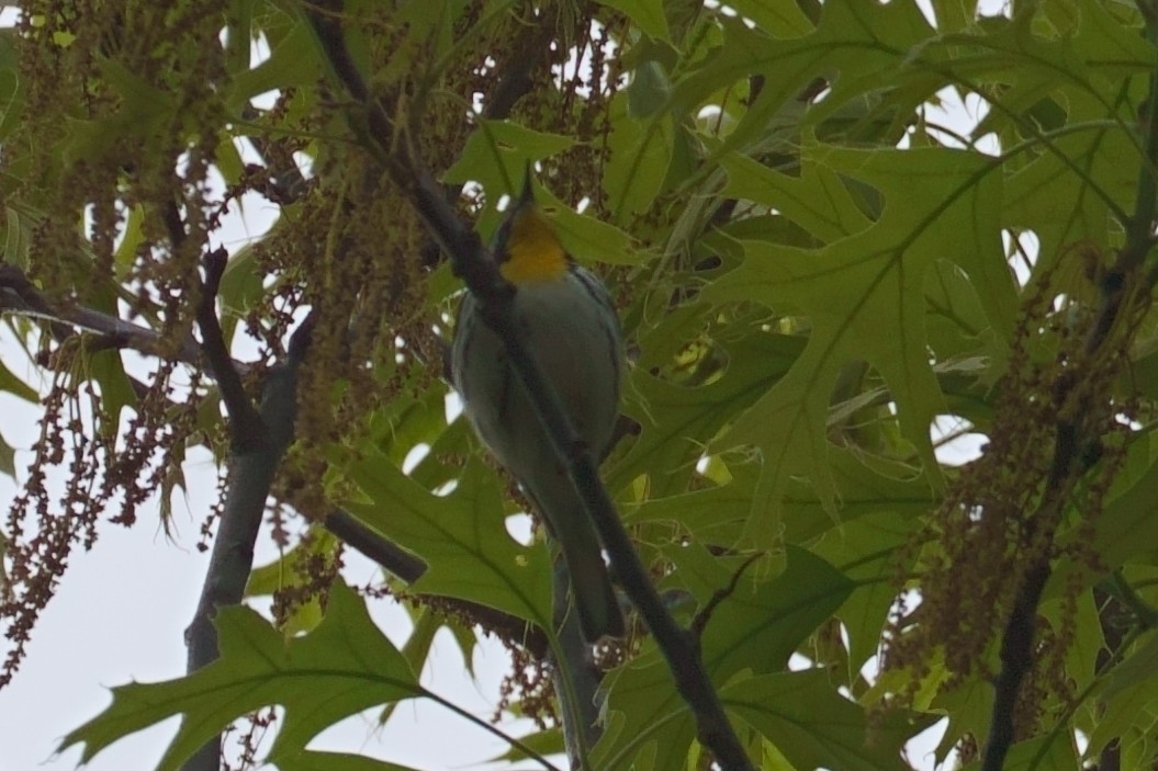 Yellow-throated Warbler - ML617486978