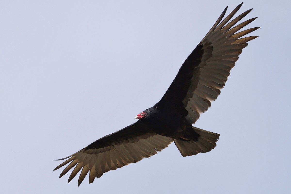 Turkey Vulture - Denis Tétreault