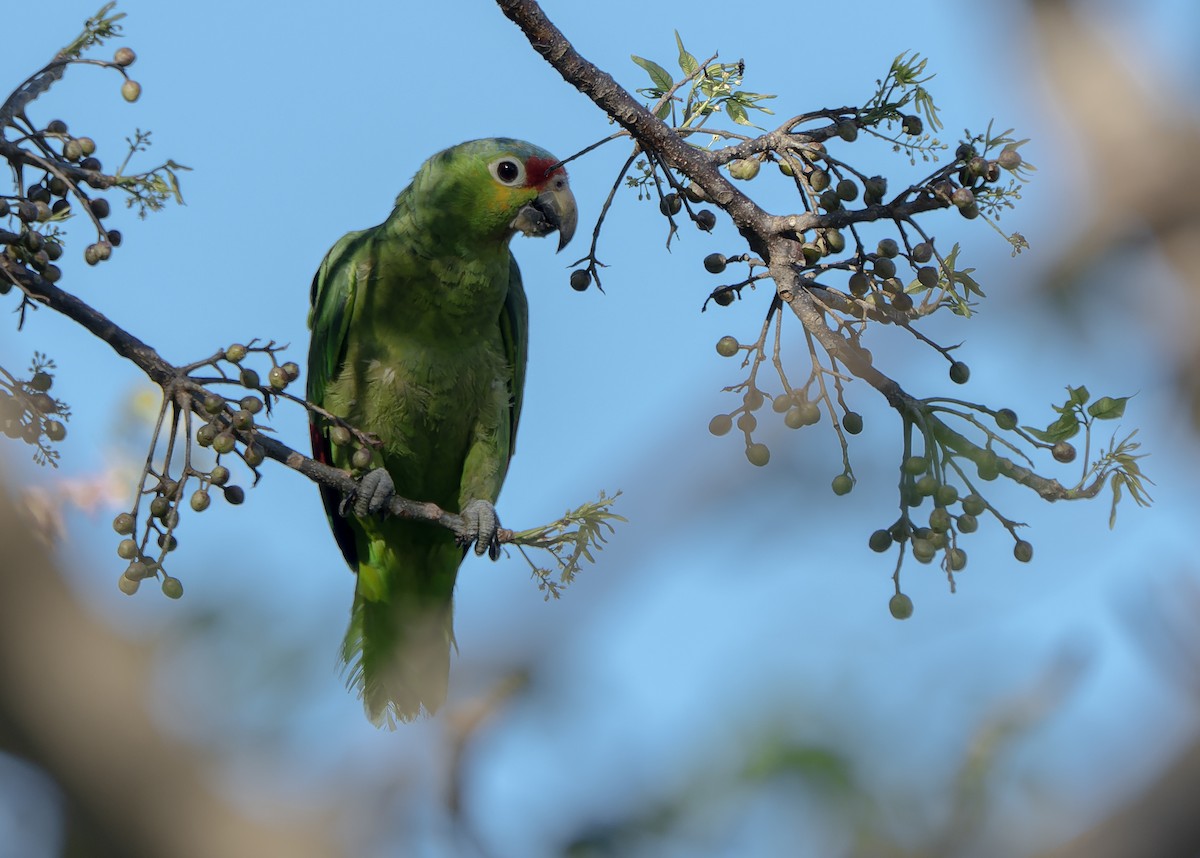 Red-lored Parrot - ML617487099