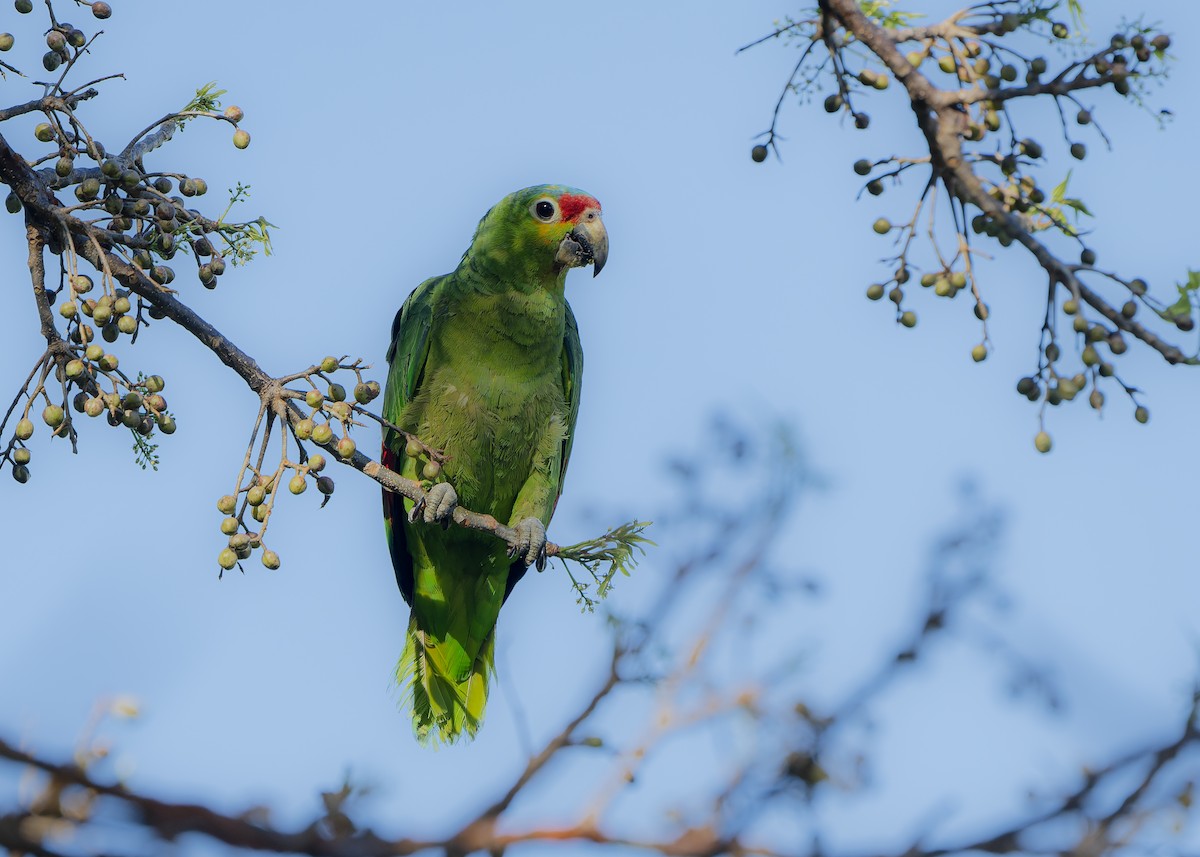 Red-lored Parrot - Guillermo  Saborío Vega