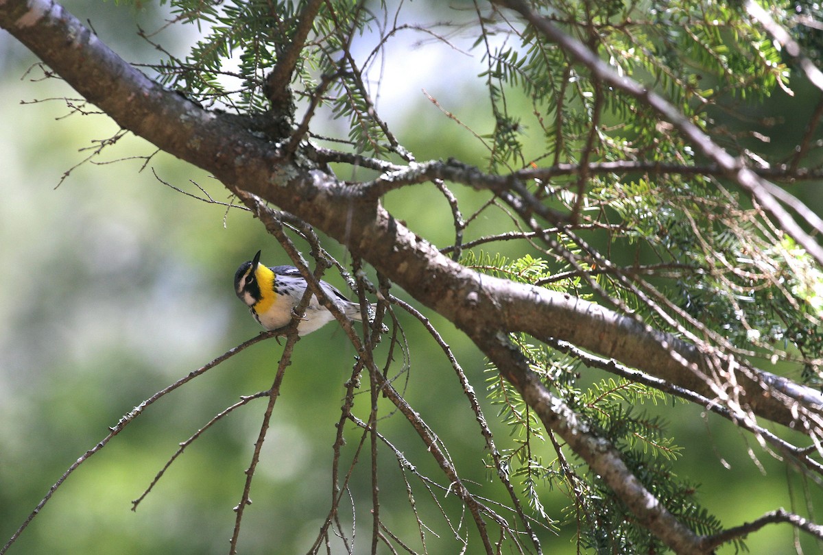Yellow-throated Warbler - ML617487175