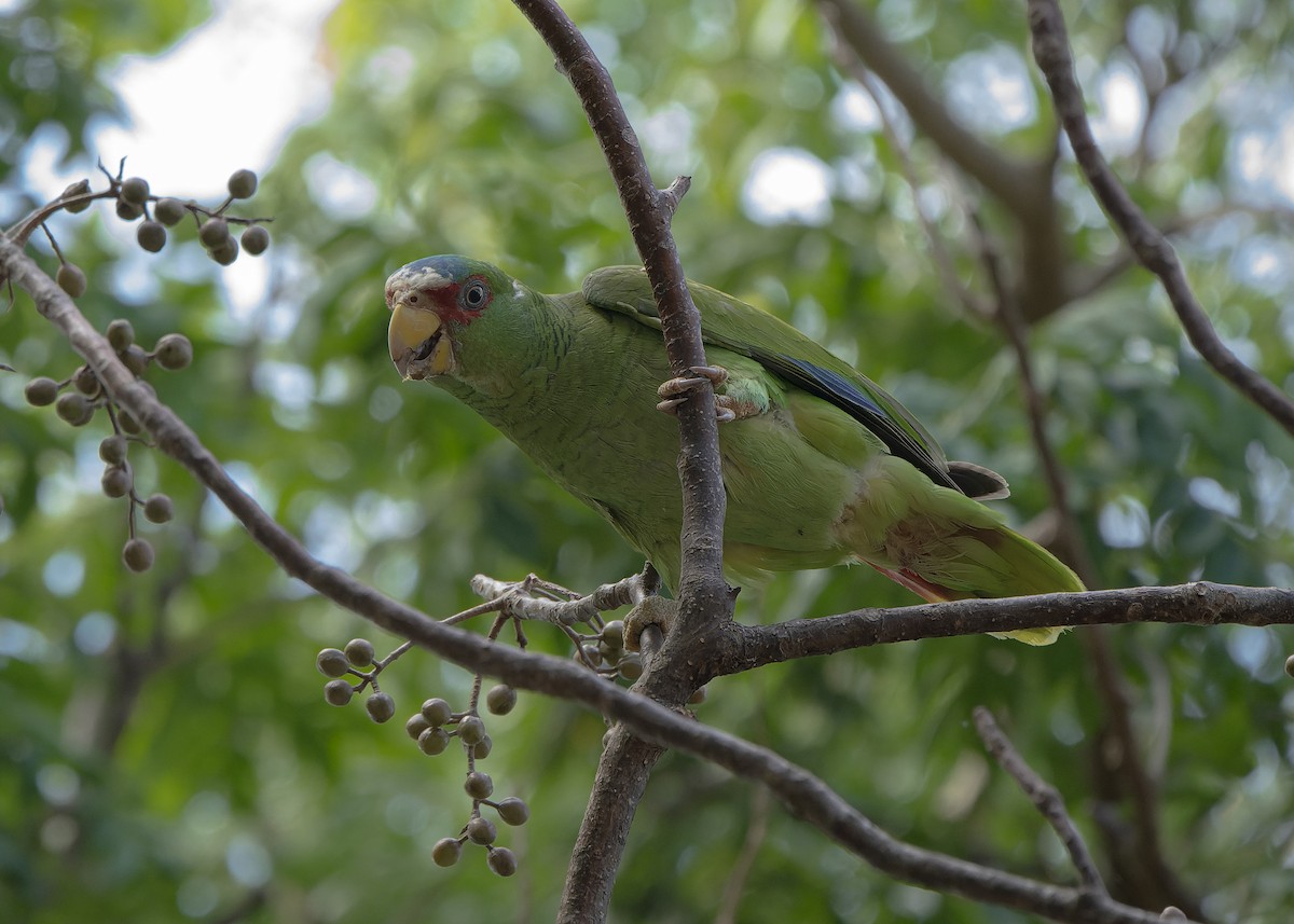 White-fronted Parrot - ML617487198