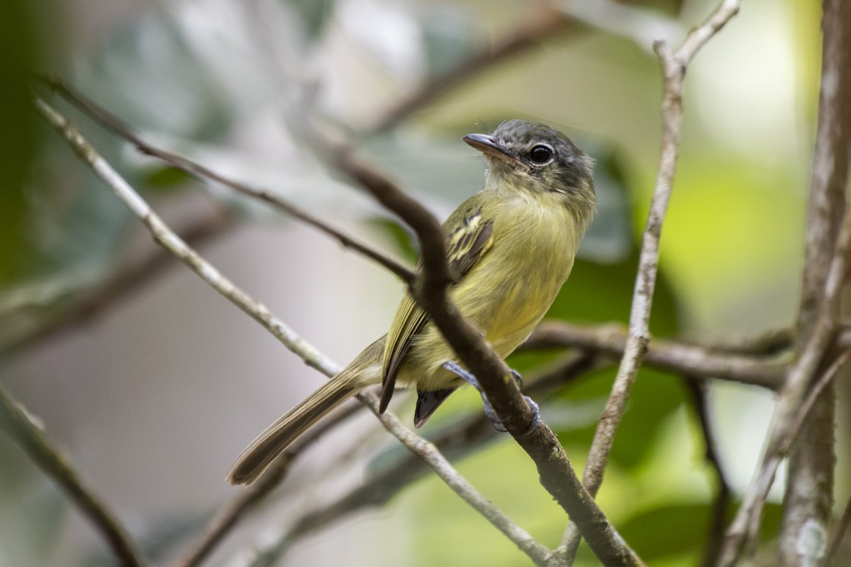 Sepia-capped Flycatcher - ML617487324