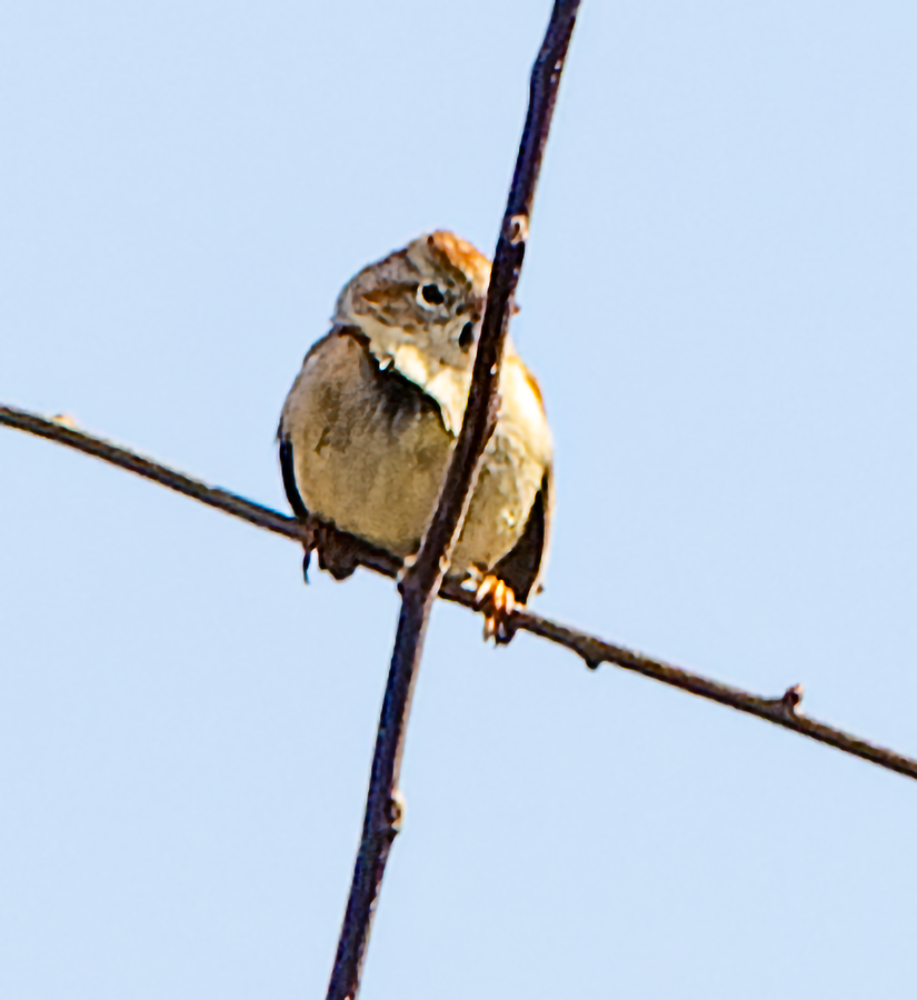 Field Sparrow - ML617487347
