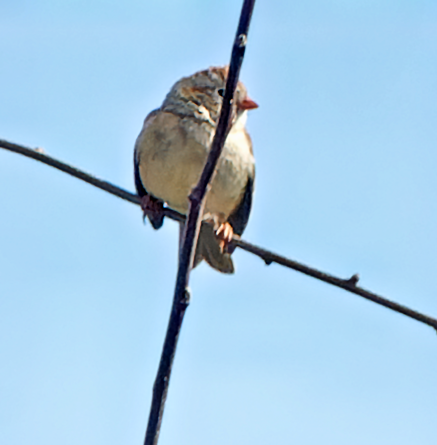 Field Sparrow - ML617487348
