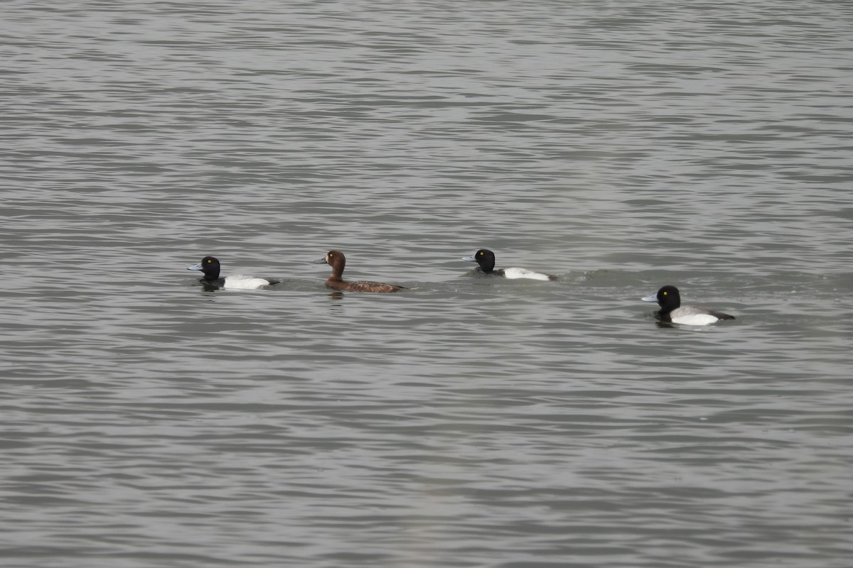 Greater Scaup - ML617487399