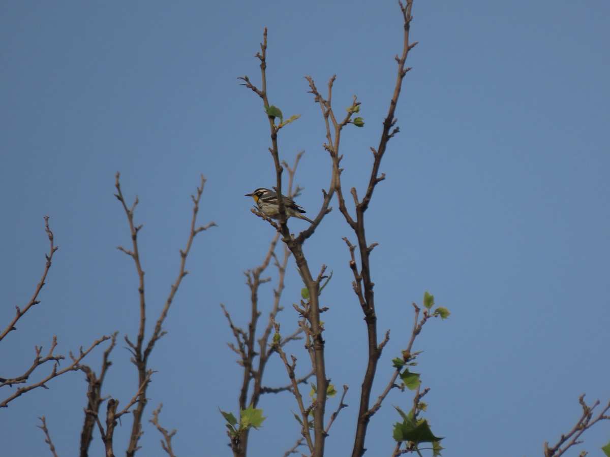 Yellow-throated Warbler - ML617487502