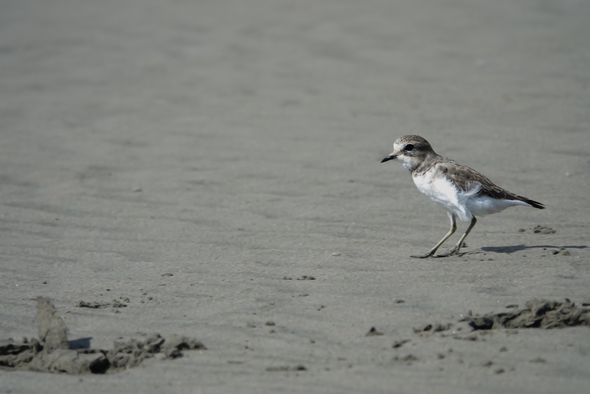 Double-banded Plover - ML617487531