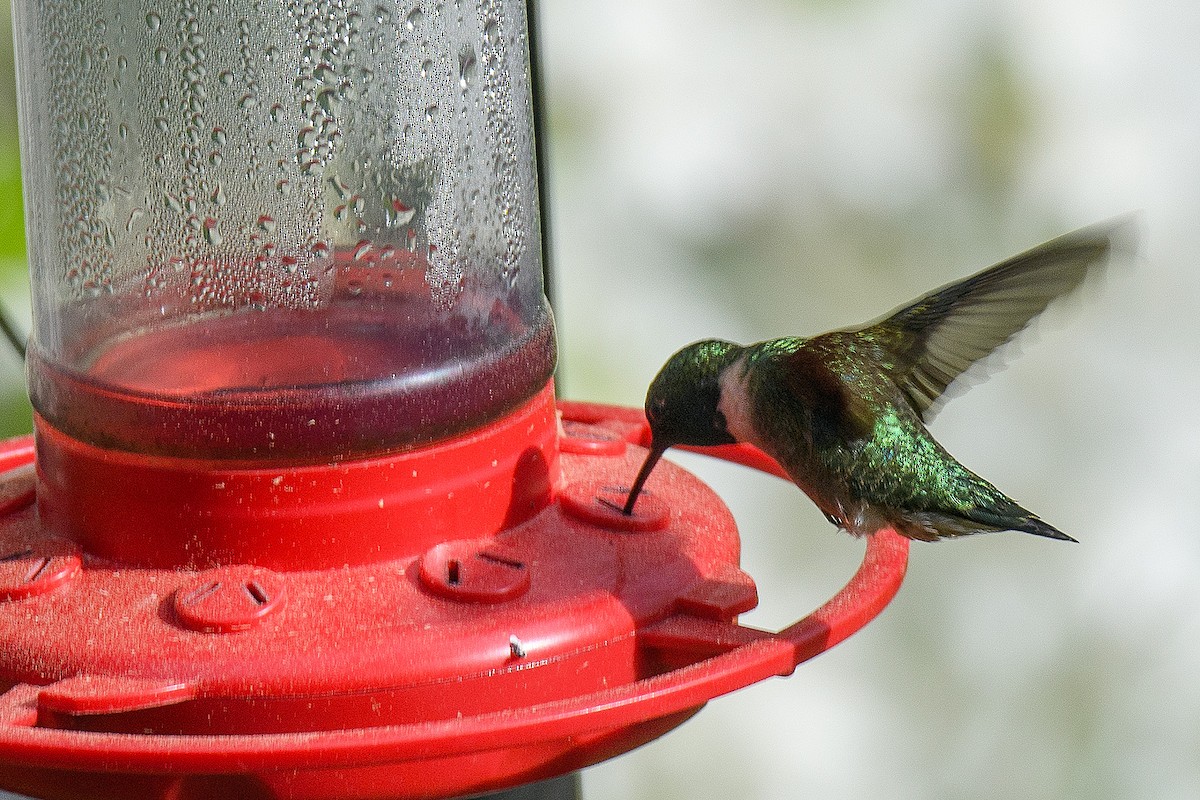 Ruby-throated Hummingbird - Naseem Reza
