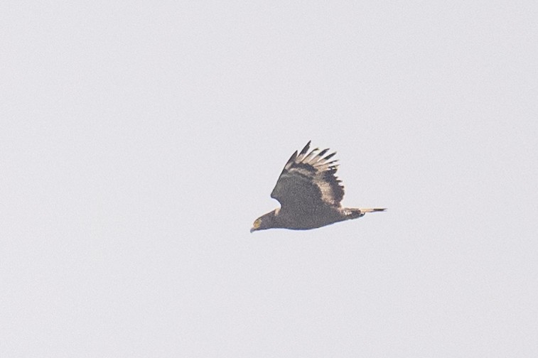 Crested Serpent-Eagle - ML617487670