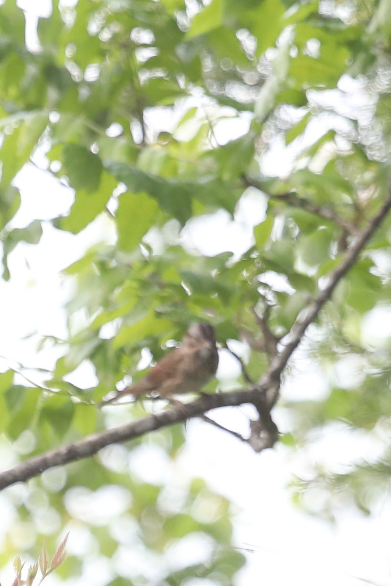 Ebird Checklist Apr Red River Nwr Headquarters Unit Species