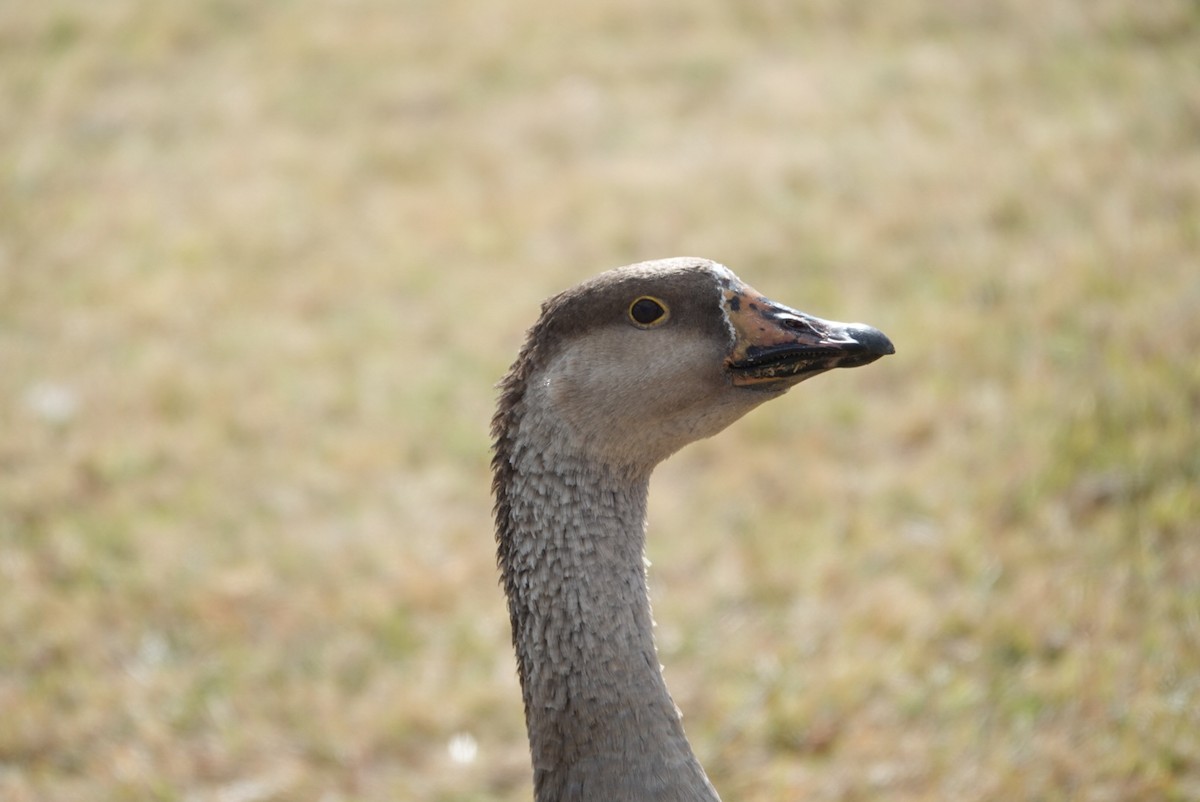 Graylag Goose (Domestic type) - ML617487734