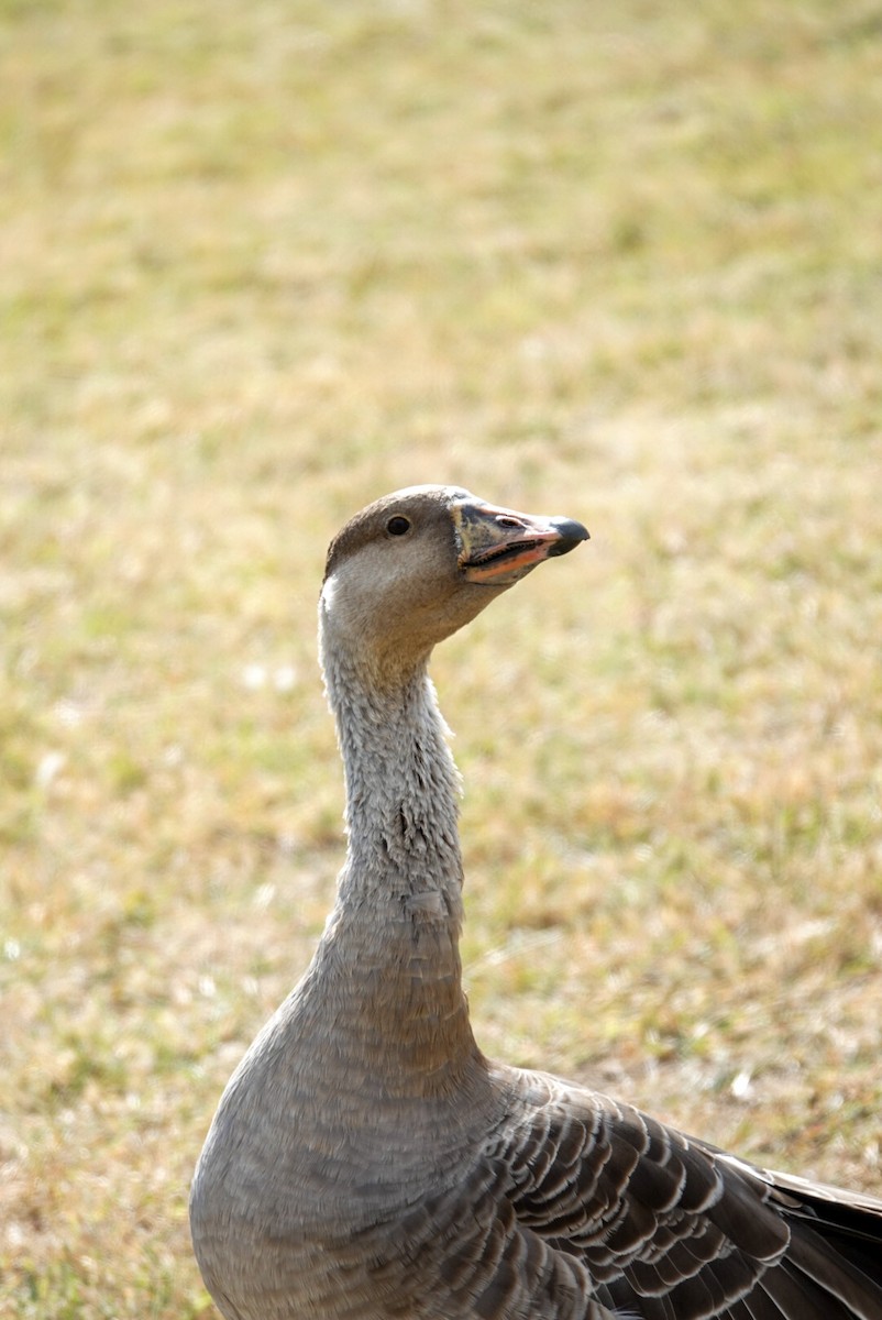 Graylag Goose (Domestic type) - ML617487735