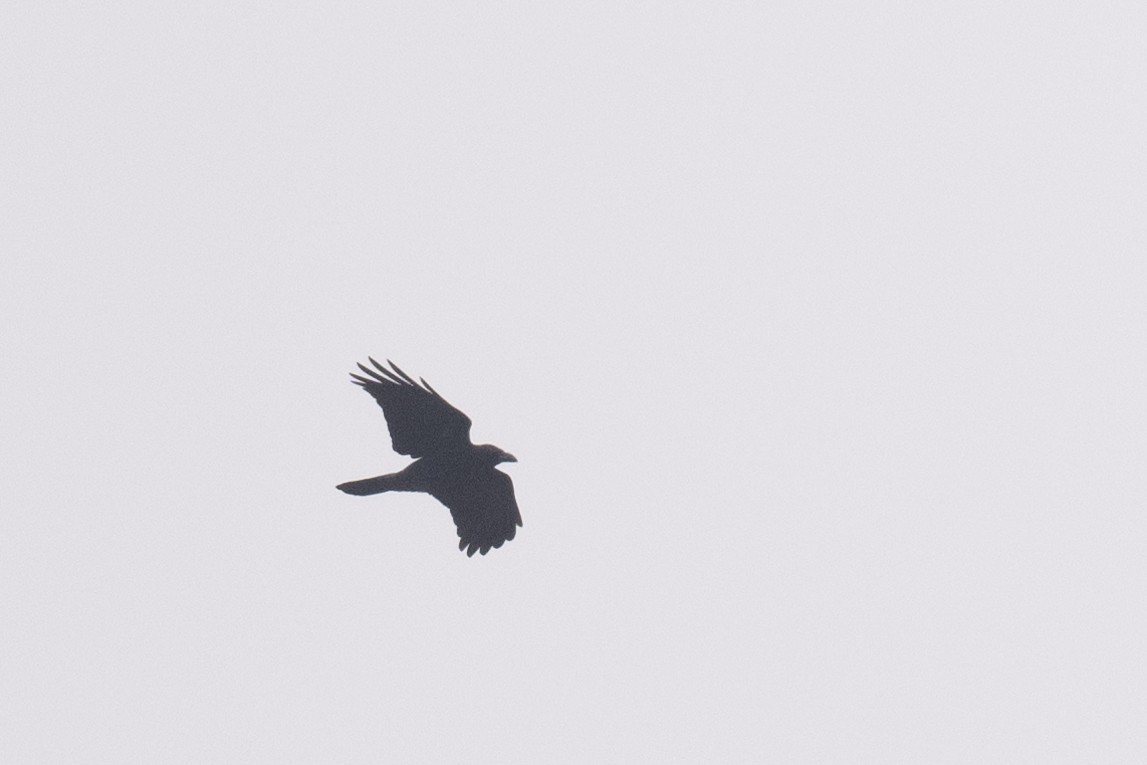 Large-billed Crow - ML617487818