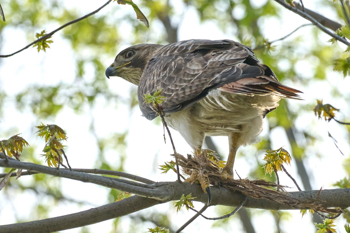 Red-tailed Hawk - ML617487905