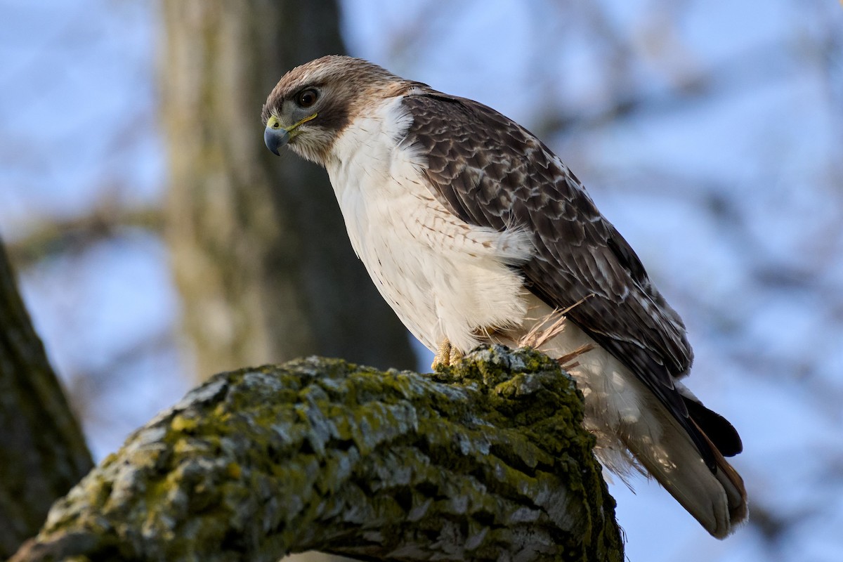 Red-tailed Hawk - ML617487908