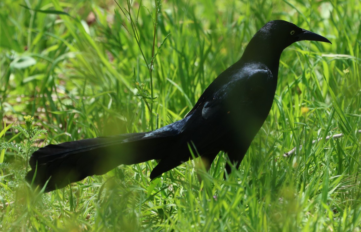 Great-tailed Grackle - ML617487975