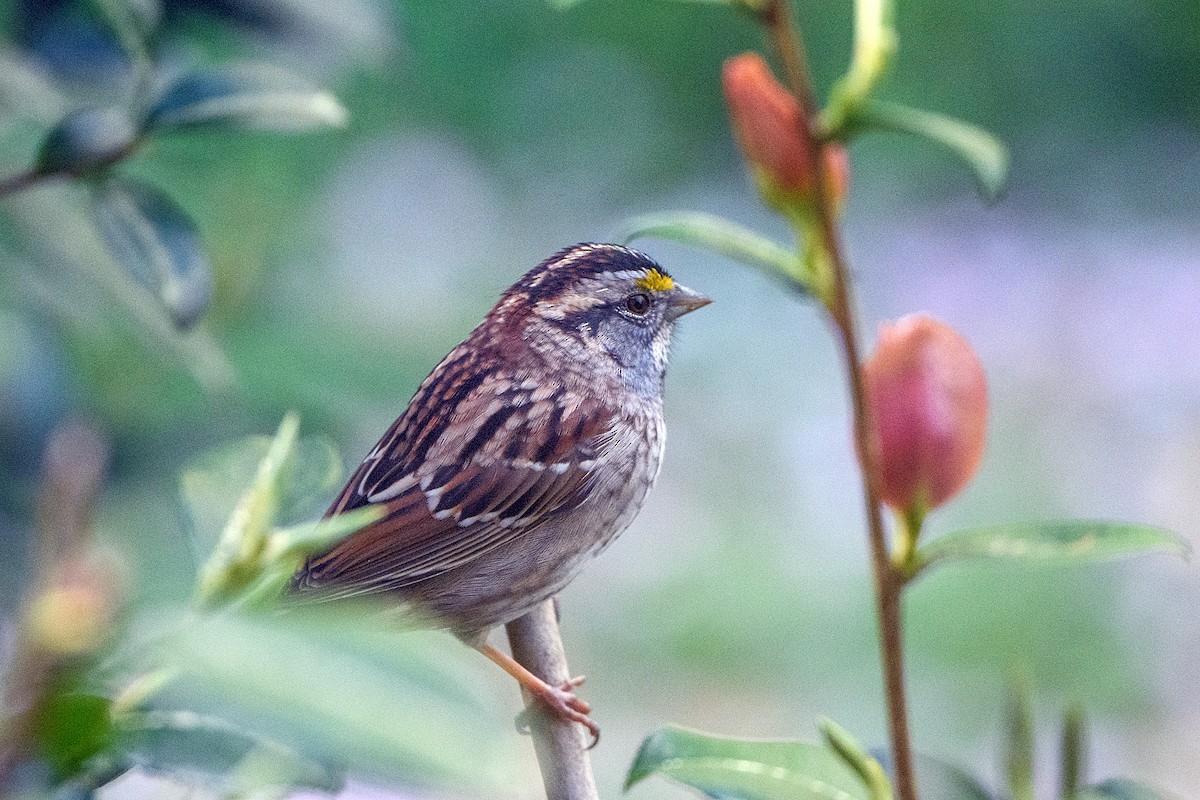 White-throated Sparrow - ML617487997