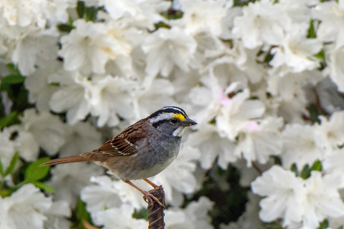 White-throated Sparrow - Naseem Reza