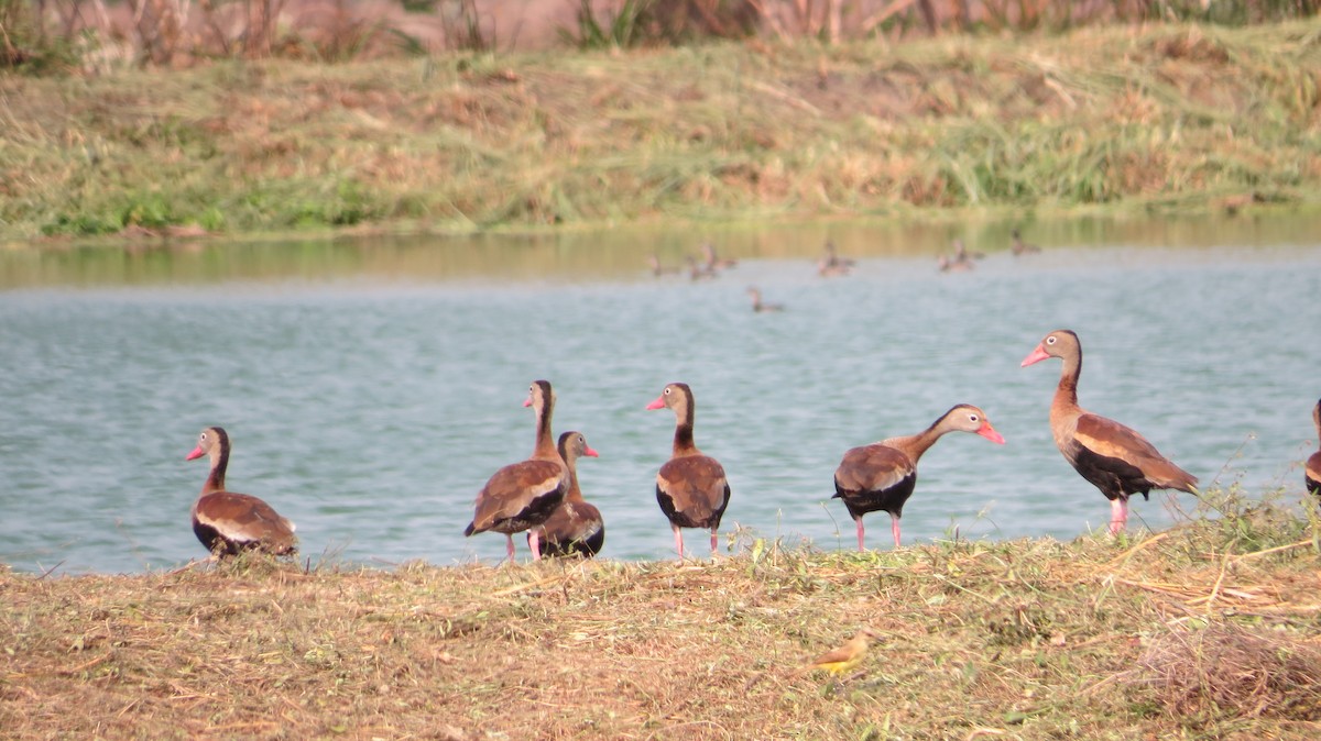 Black-bellied Whistling-Duck - Anderson León Natera