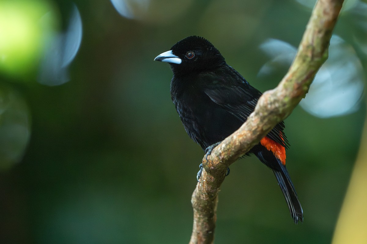 Scarlet-rumped Tanager (Passerini's) - ML617488166