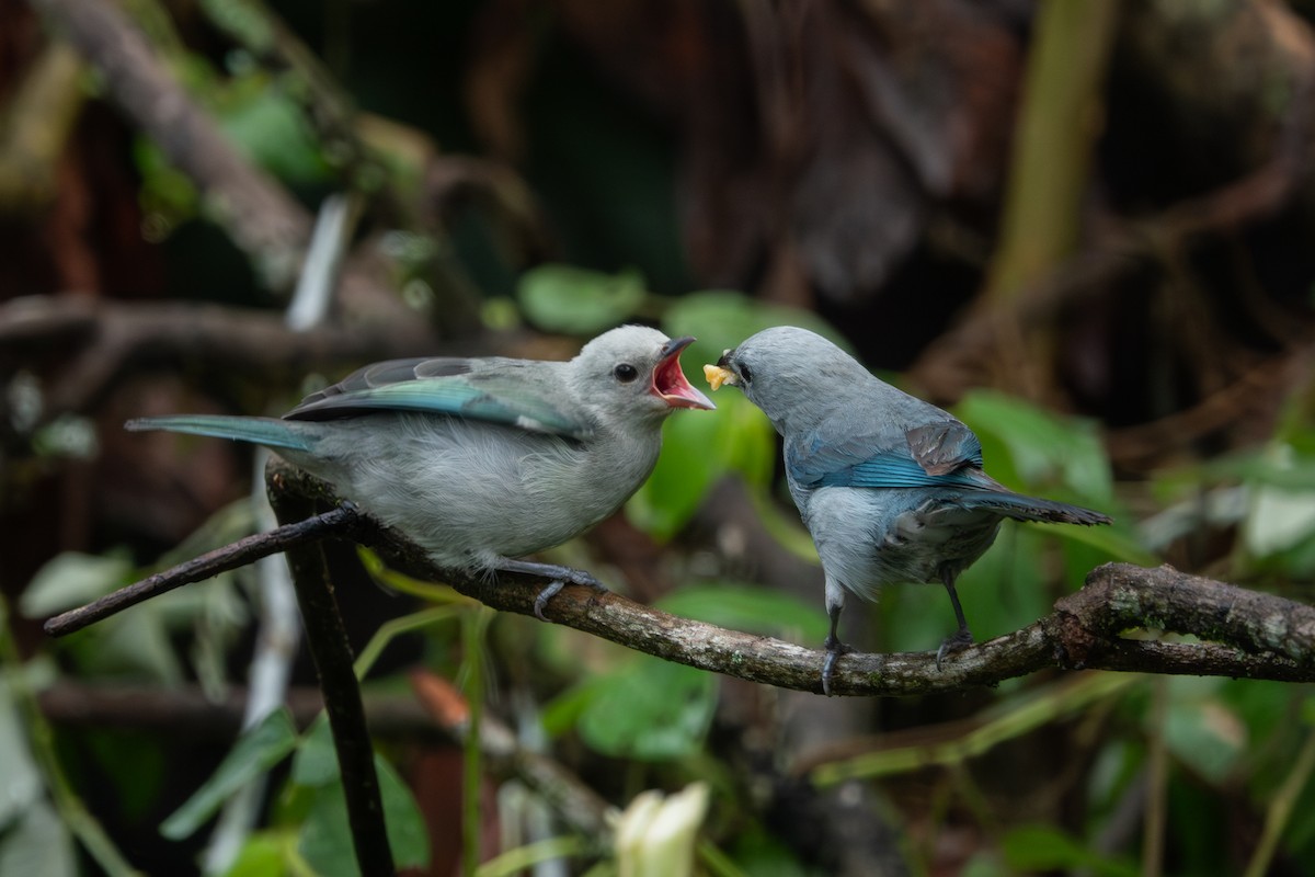 Blue-gray Tanager - ML617488217
