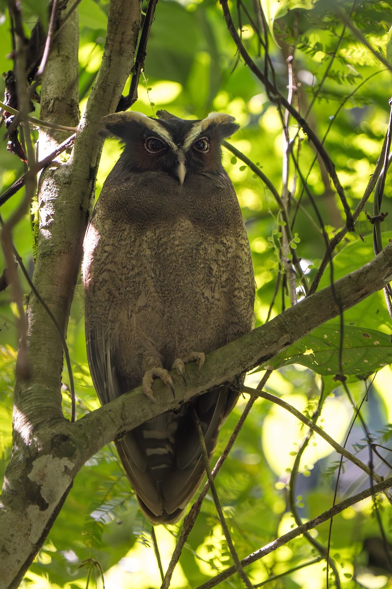 Crested Owl - ML617488293