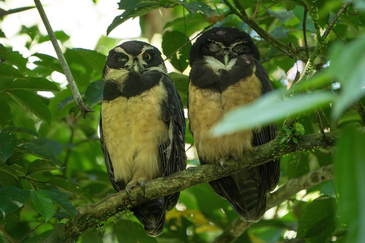 Spectacled Owl - ML617488301