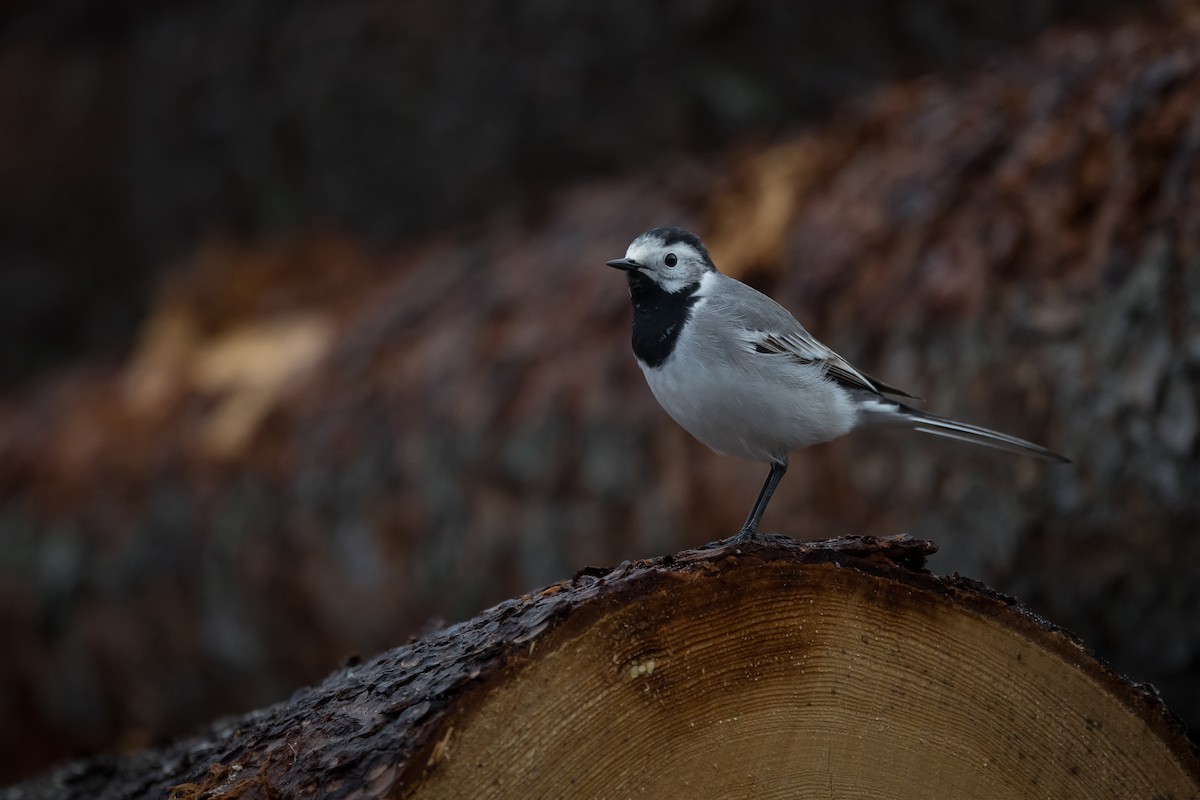 White Wagtail (White-faced) - ML617488365