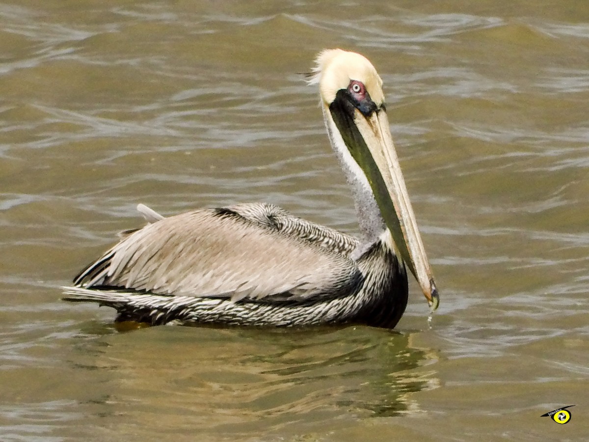 pelikán hnědý - ML617488470