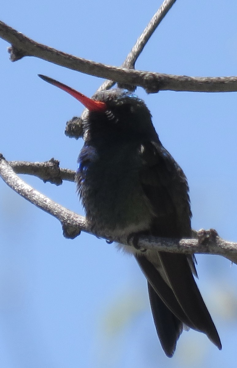Broad-billed Hummingbird - Anonymous