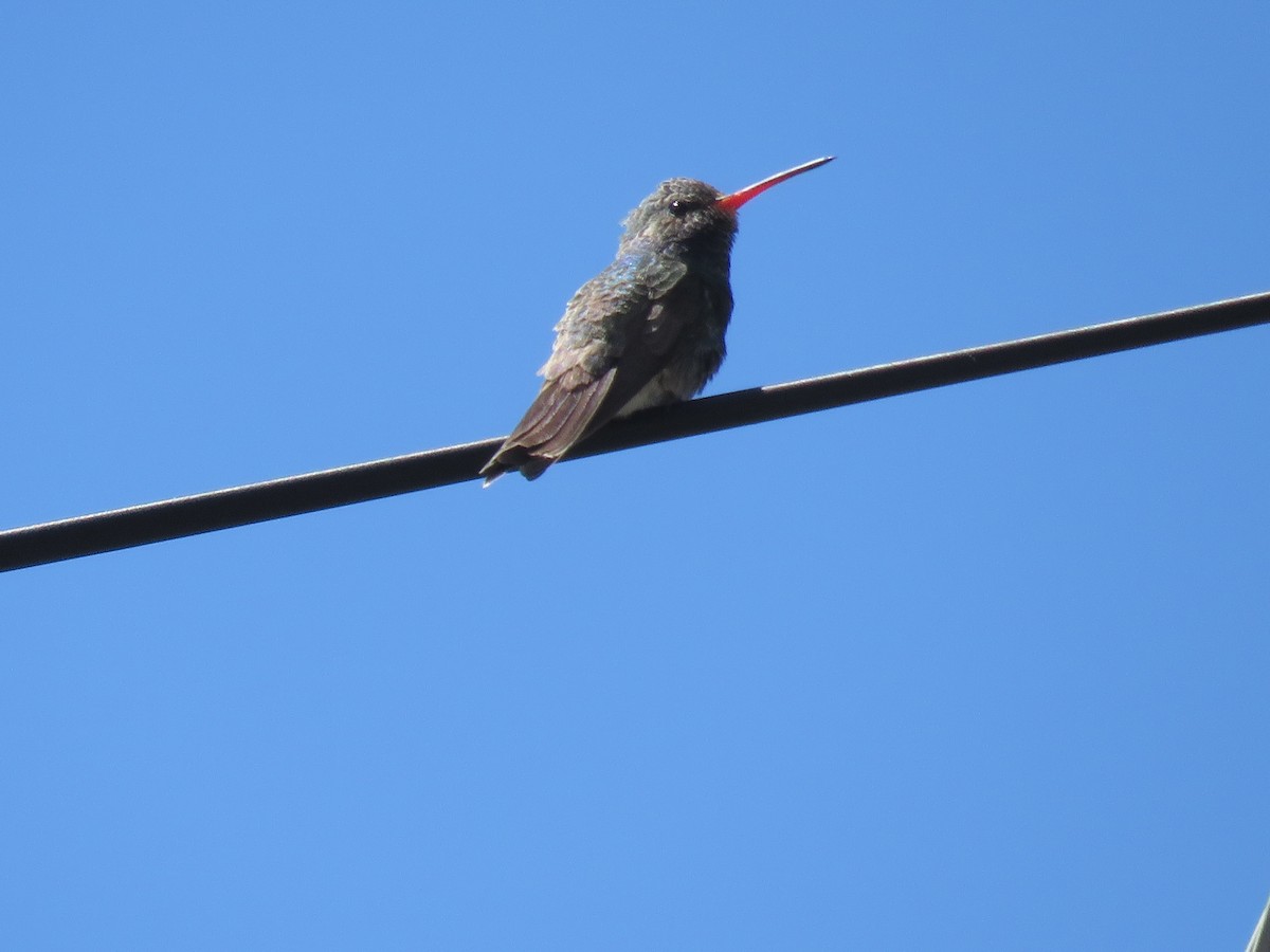 Broad-billed Hummingbird - ML617488498