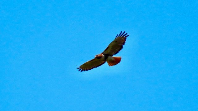 Red-tailed Hawk - ML617488500