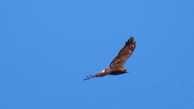 Red-tailed Hawk - ML617488502