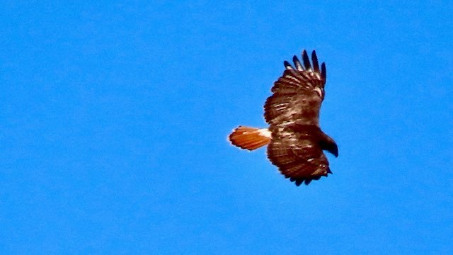 Red-tailed Hawk - ML617488505