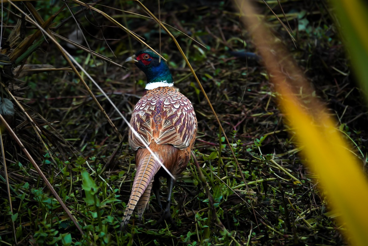 Ring-necked Pheasant - Alfie Benbow