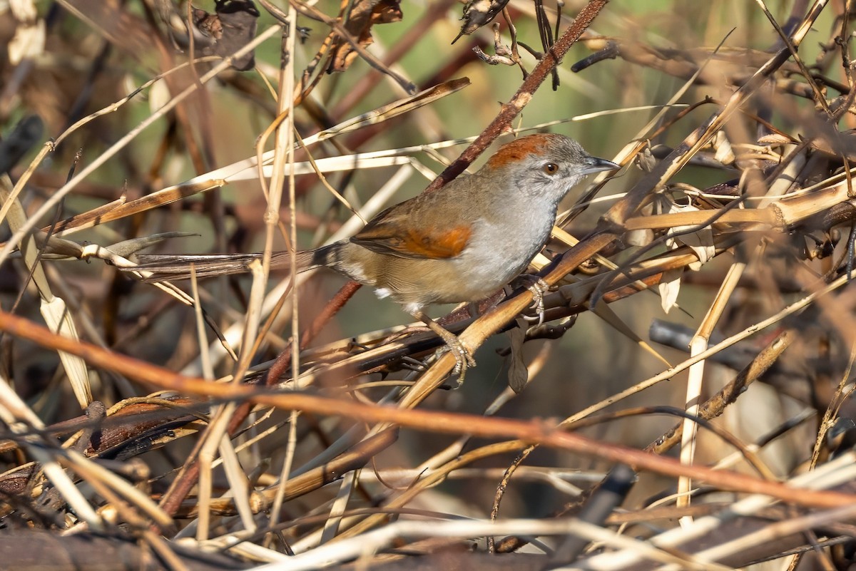Pale-breasted Spinetail - ML617488559