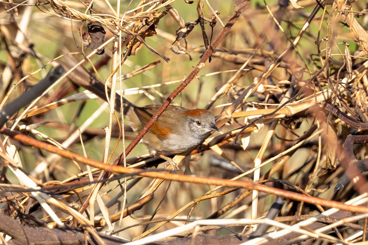 Pale-breasted Spinetail - ML617488560