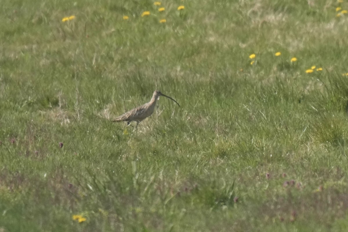 Long-billed Curlew - ML617488656