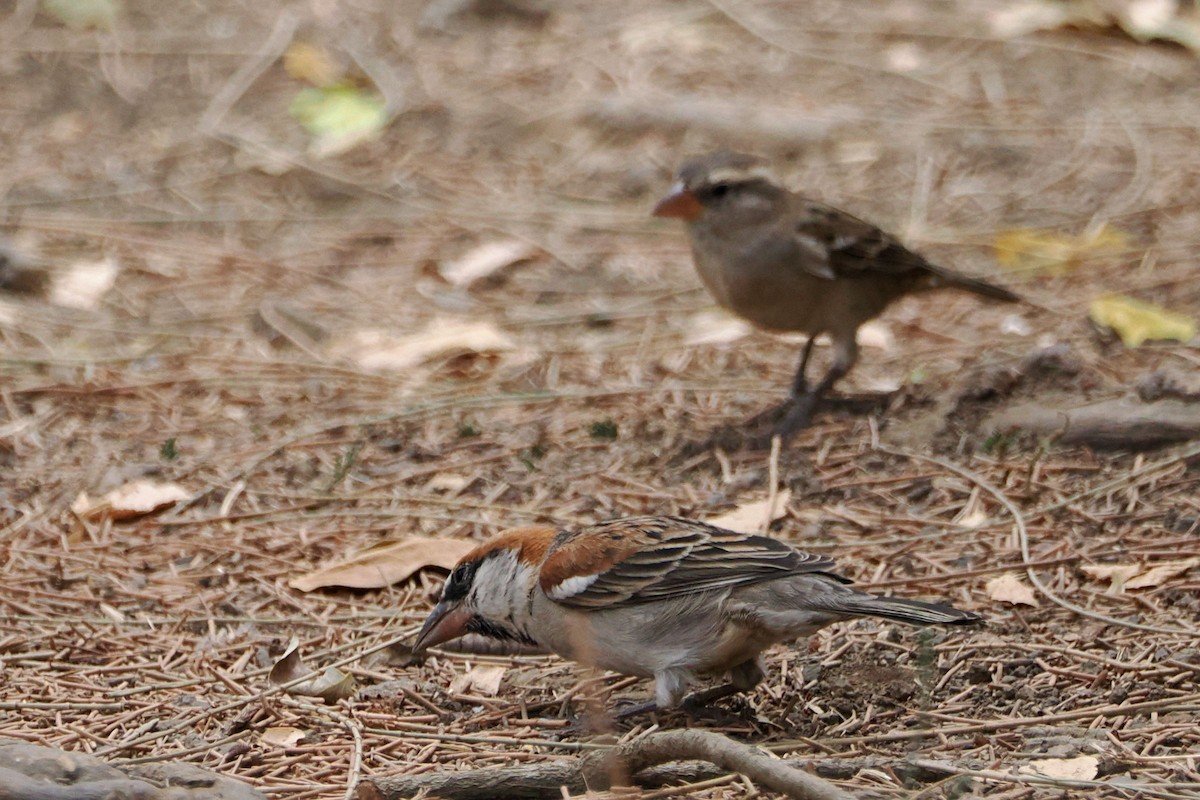 Cape Verde Sparrow - ML617488694